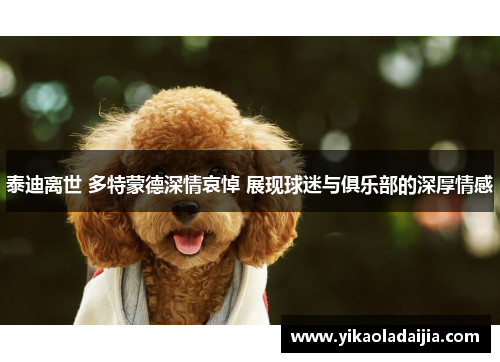 泰迪离世 多特蒙德深情哀悼 展现球迷与俱乐部的深厚情感